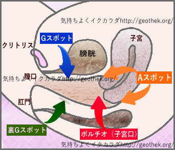 Gスポットと膀胱の場所の画像