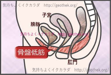 女性の膣の締まりを支配する骨盤底筋群