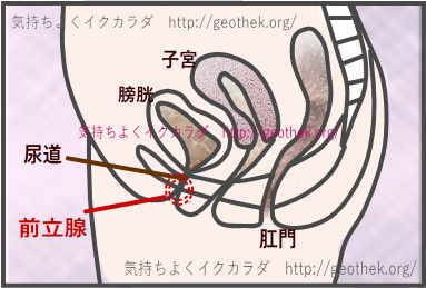 女性の前立腺の場所