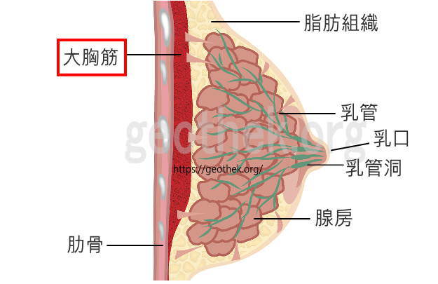 胸のGスポットスペンス乳腺の場所の詳細図